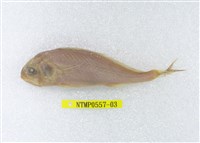 藏品(杜氏叫姑魚)的圖片